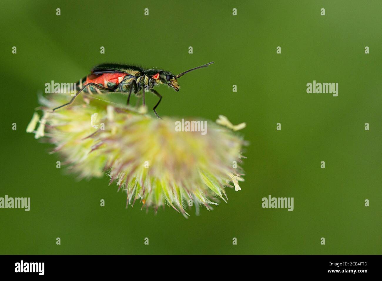 Common Malachite Beetle, Malachius bipustulatus on grass head Stock Photo