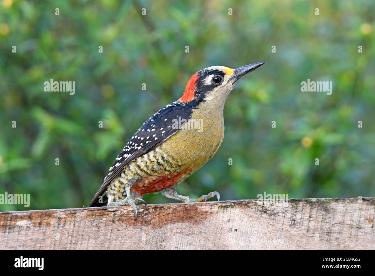 Black-cheeked Woodpecker,  Melanerpes pucherani Stock Photo