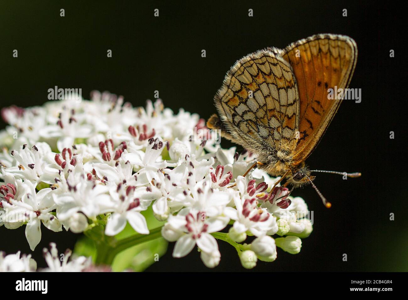 Heath Fritillary butterfly on Danewort or Dwarf Elder flower Stock Photo