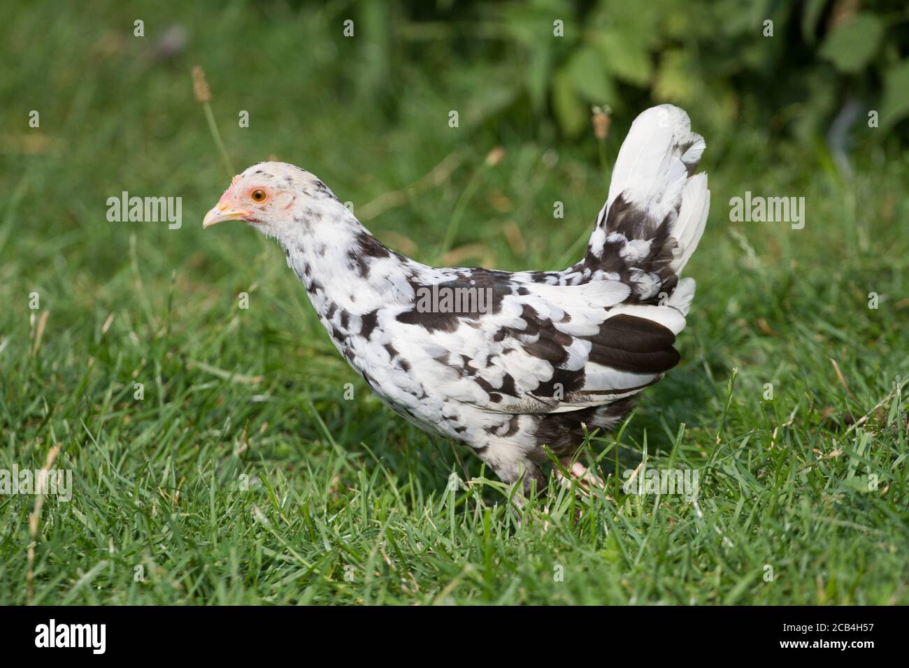 Colorful young chicken hen of the breed "Stoapiperl", an endangered breed from Austria Stock Photo