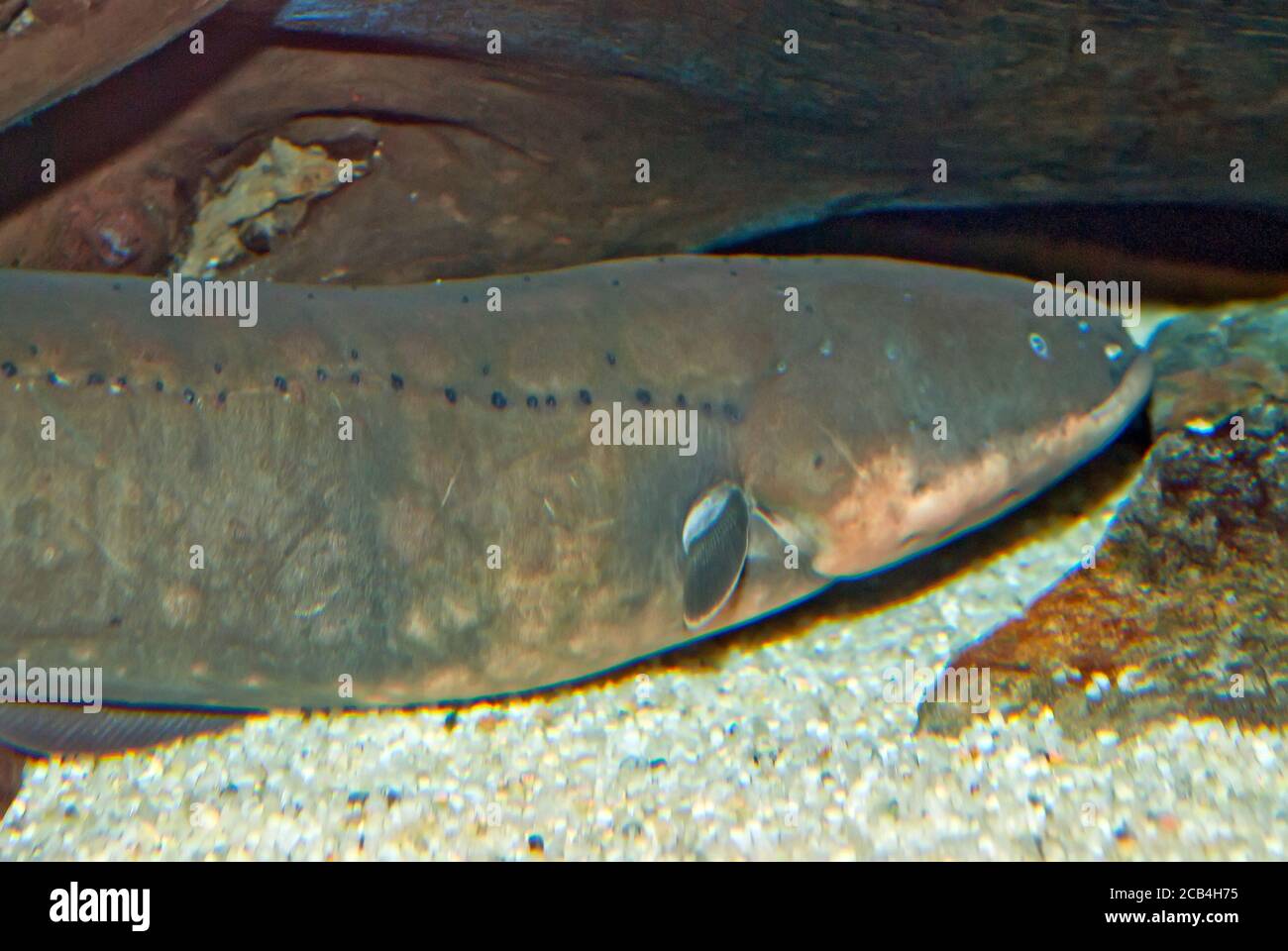 Electric eel Stock Photo