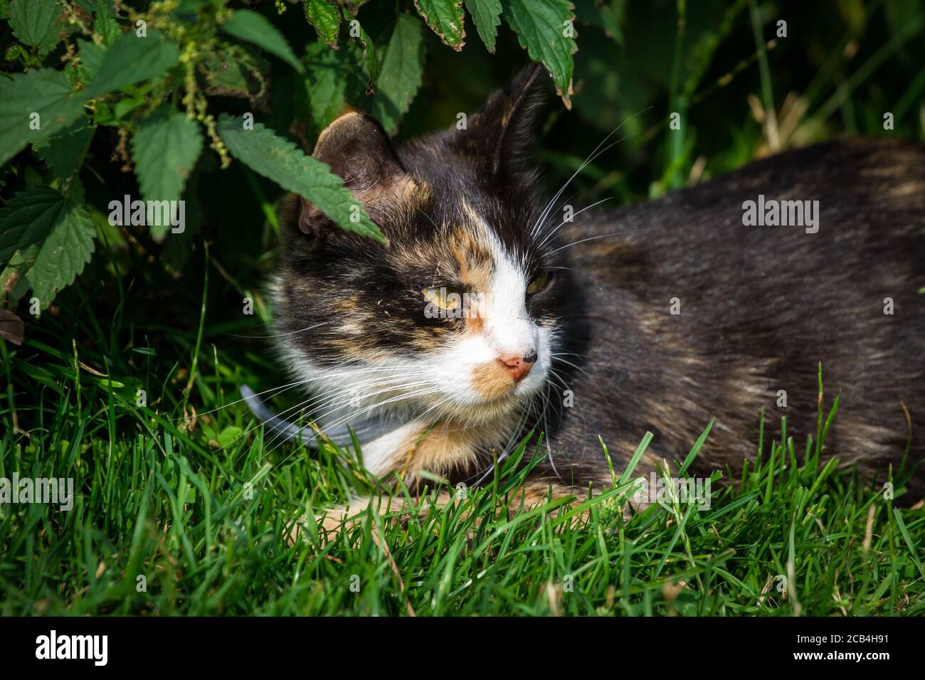 Cat in the garden hi-res stock photography and images - Alamy