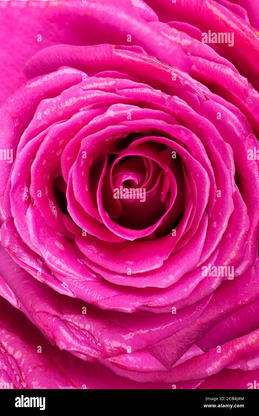 Close up of pink rose flower Stock Photo - Alamy