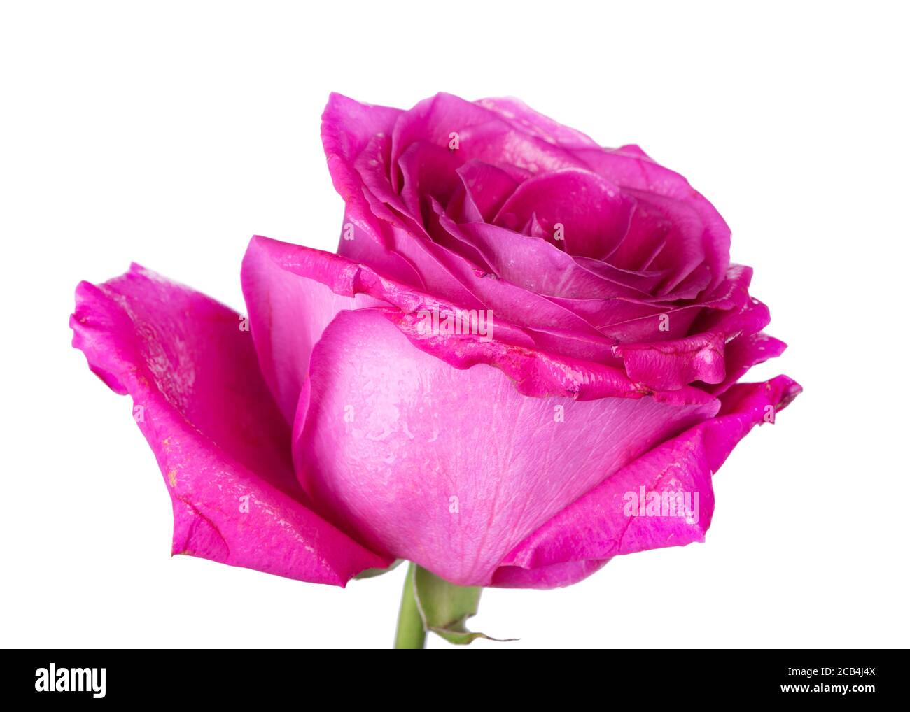 Pink rose flower isolated on white background Stock Photo - Alamy