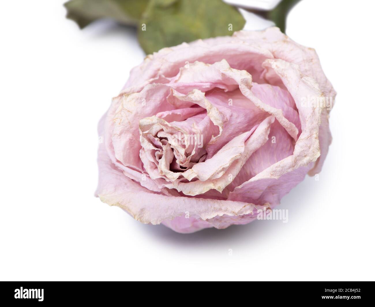 Dried rose flower head isolated on white background Stock Photo