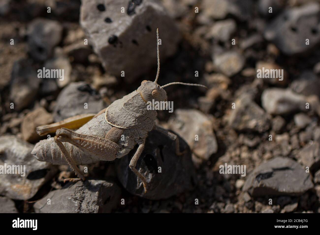Parnassos Stone Grasshopper, Glyphanus obtusus Stock Photo