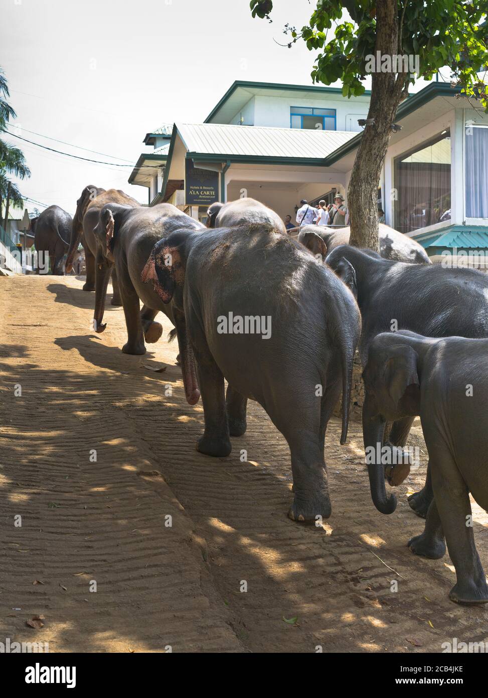 dh Elephant Orphanage PINNAWALA SRI LANKA Herd of elephants parade line leaving bathing time asia Stock Photo