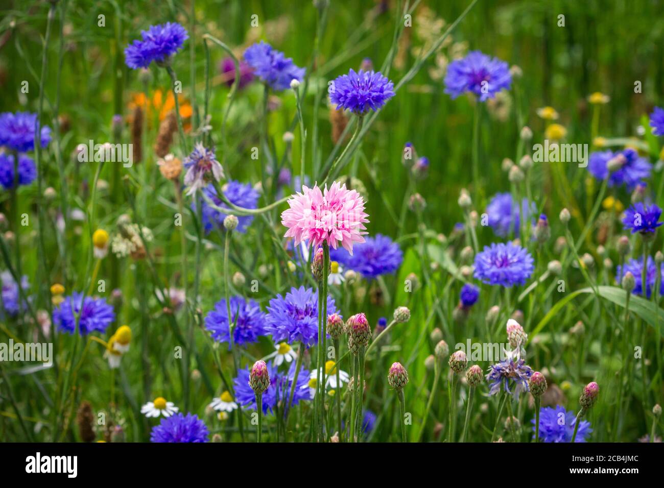 Flower meadow, cornflowers Stock Photo