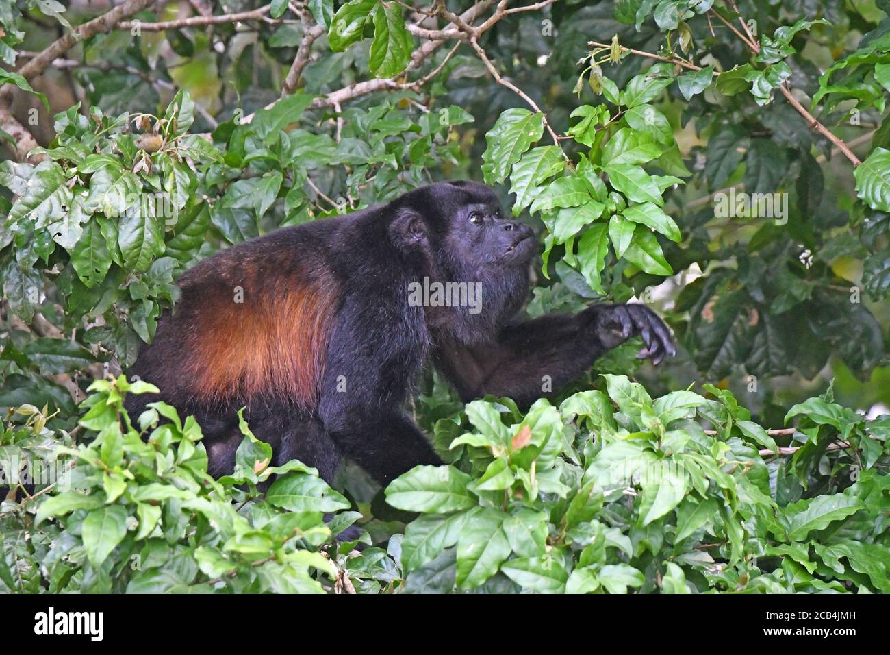 Howler monkey in Costa Rica Stock Photo