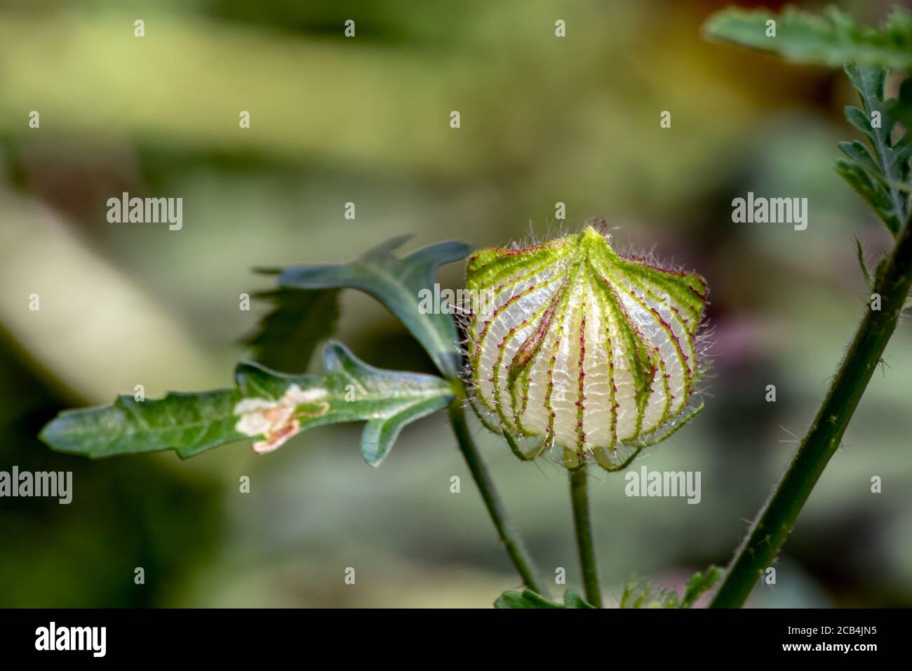 The seedpod of a Flower of an Hour found in Missouri with a defocused background. Its white flowers will bloom for only a few hours before wilting. It Stock Photo