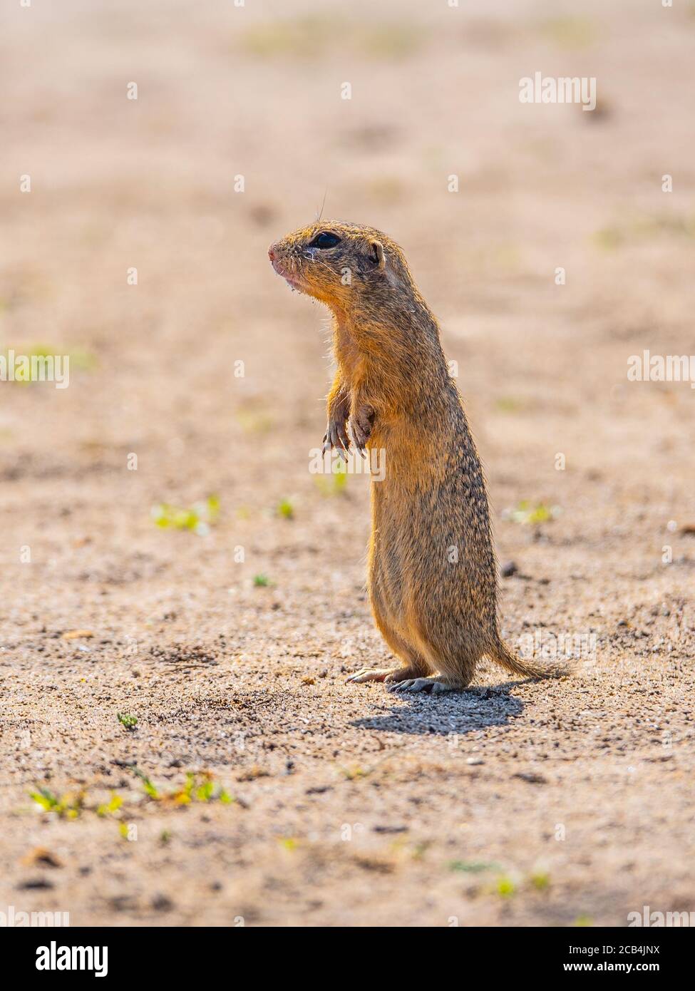 European ground squirrel, Spermophilus citellus, aka European souslik. Small cute rodent in natural habitat sitting on its hind legs. Stock Photo