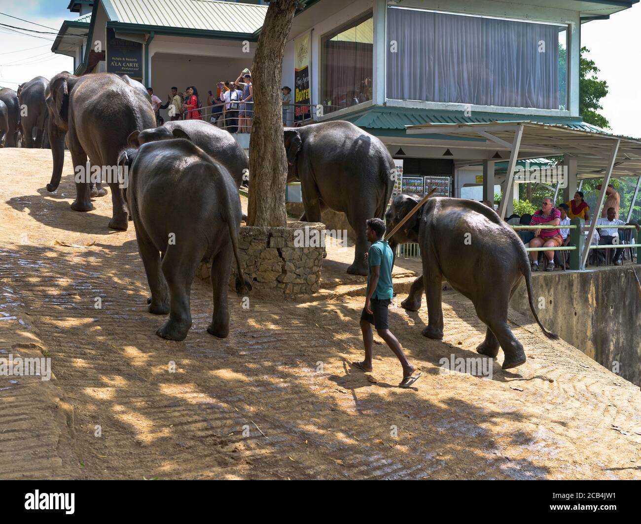 dh Elephant Orphanage parade PINNAWALA SRI LANKA Tourists watching Herd of elephants line tourist holiday people asian tourism Stock Photo