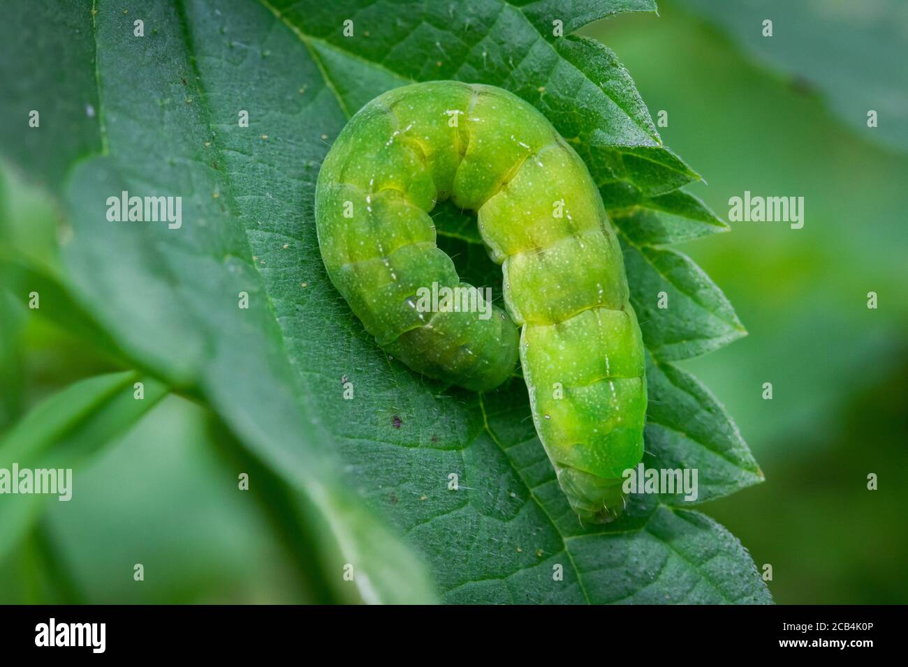 Green butterfly caterpillar of the angle shade (Phlogophora meticulosa) Stock Photo