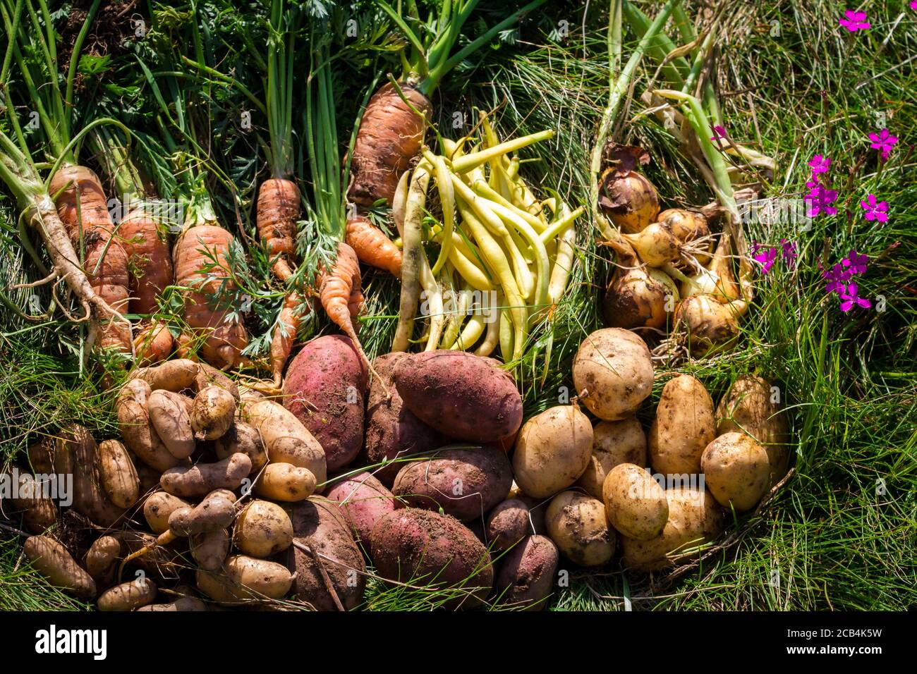 Fresh hand-picked organic vegetables Stock Photo - Alamy