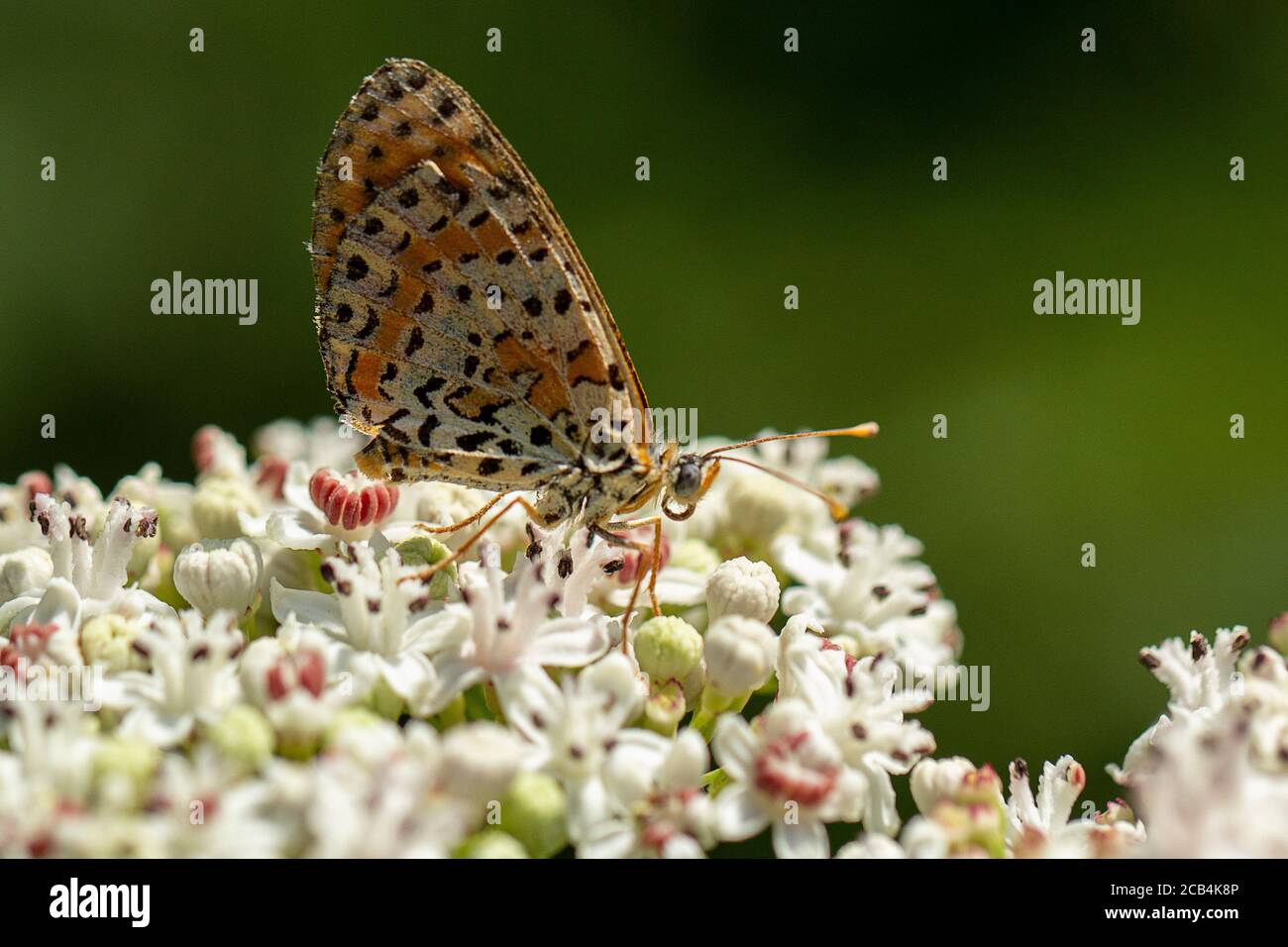 Spotted Fritillary butterfly on Danewort or Dwarf Elder Stock Photo