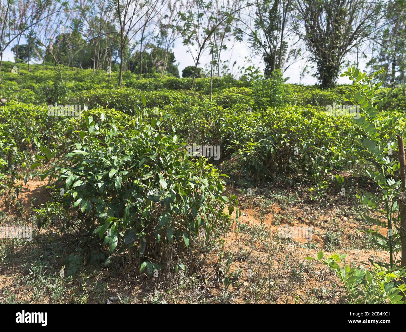 dh Geragama Tea Estate KADUGANNAWA SRI LANKA Sri Lankan teas bush plant plantation field plantations Stock Photo