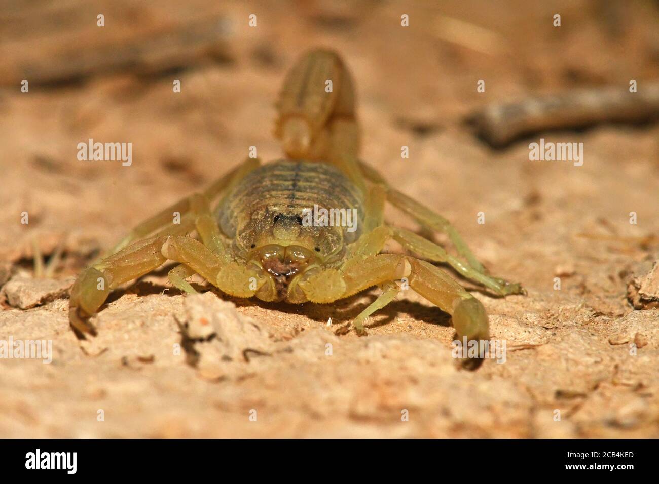 Scorpion in the desert, closeup Stock Photo