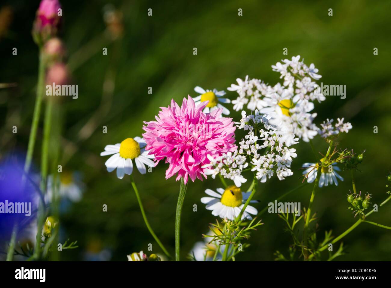 Centaurea cyanus wild flower hires stock photography and images Alamy