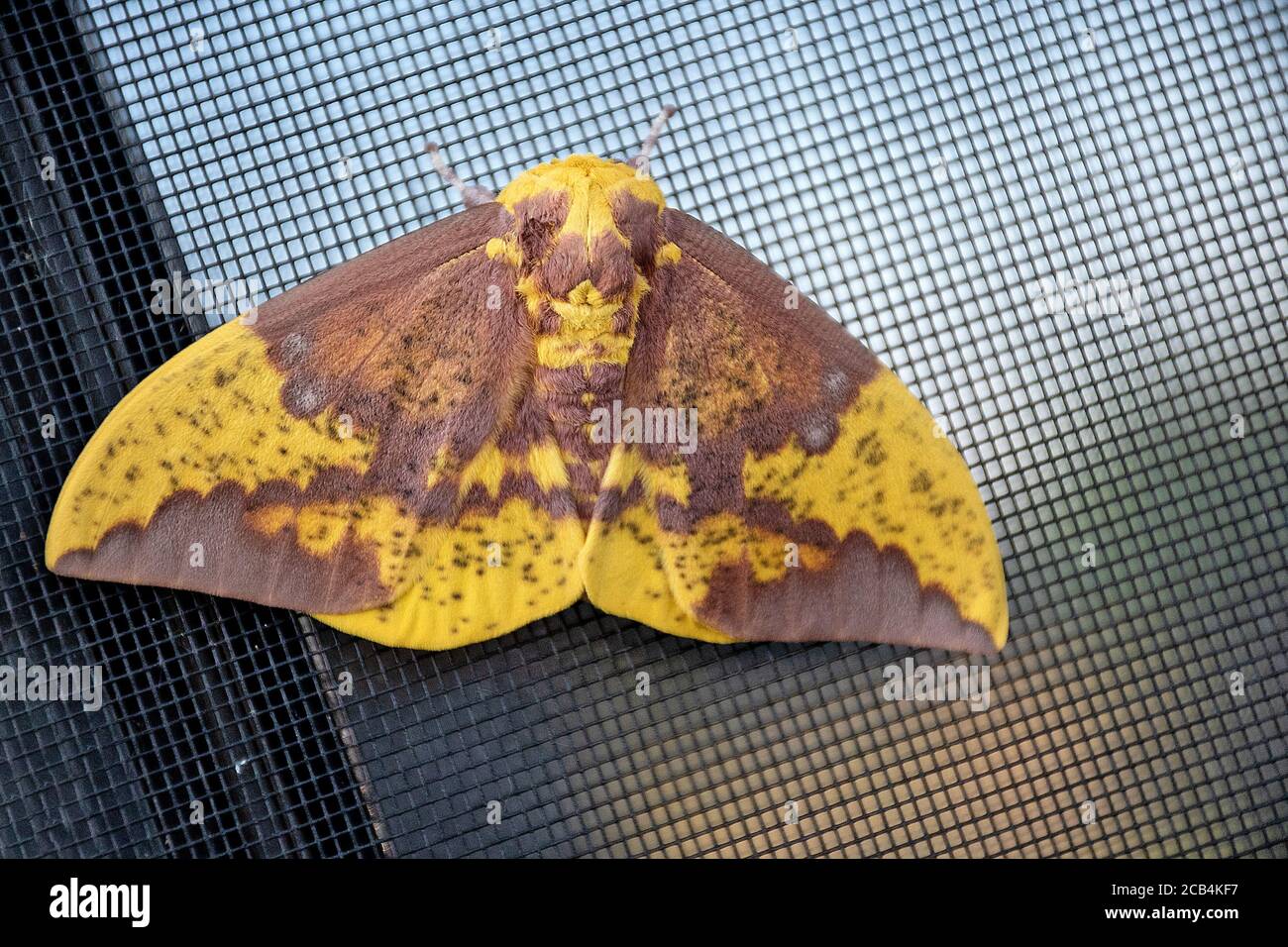 extreme close up of imperial moth on window screen Stock Photo