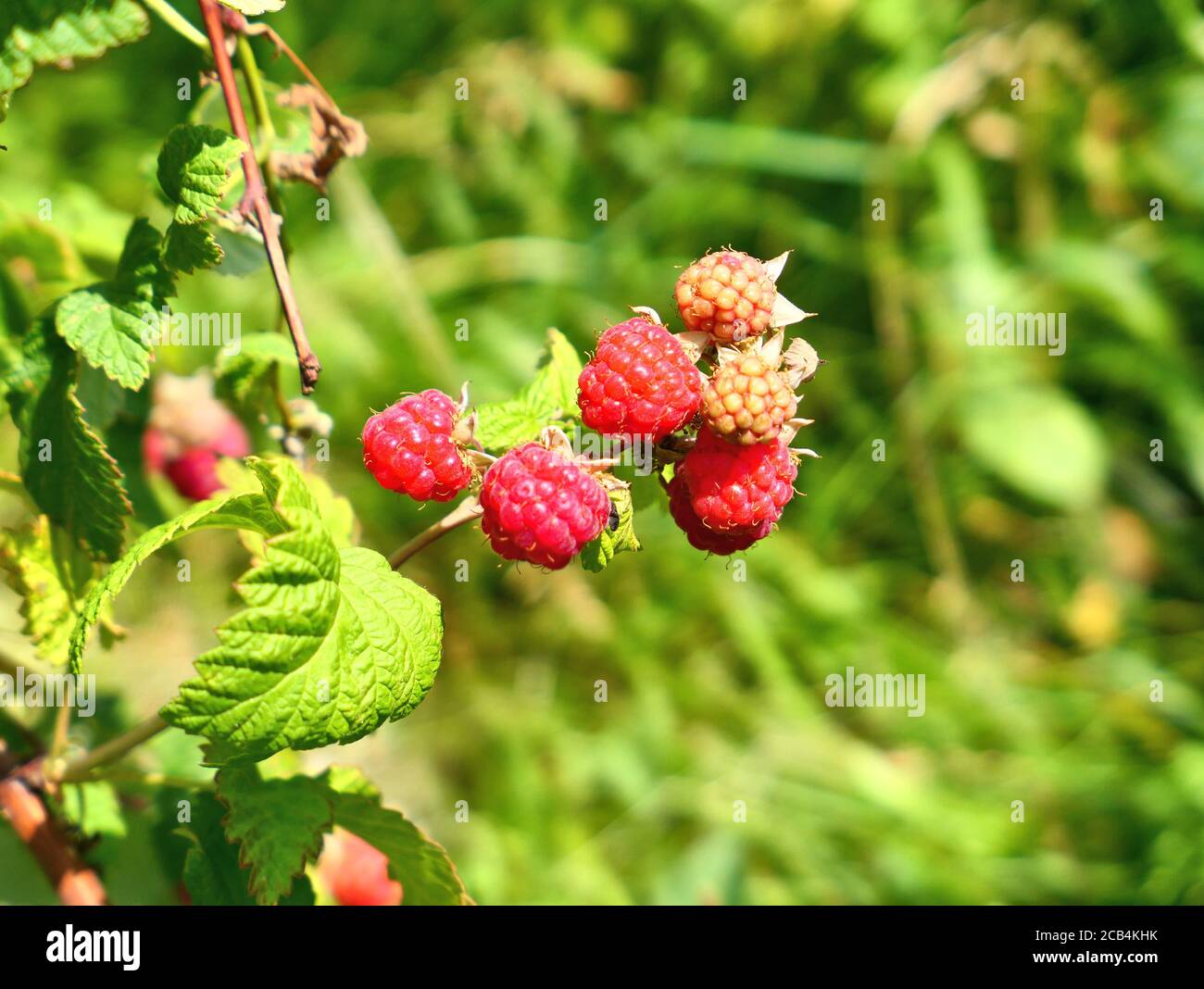 Raspberry fruits hi-res stock photography and images - Alamy