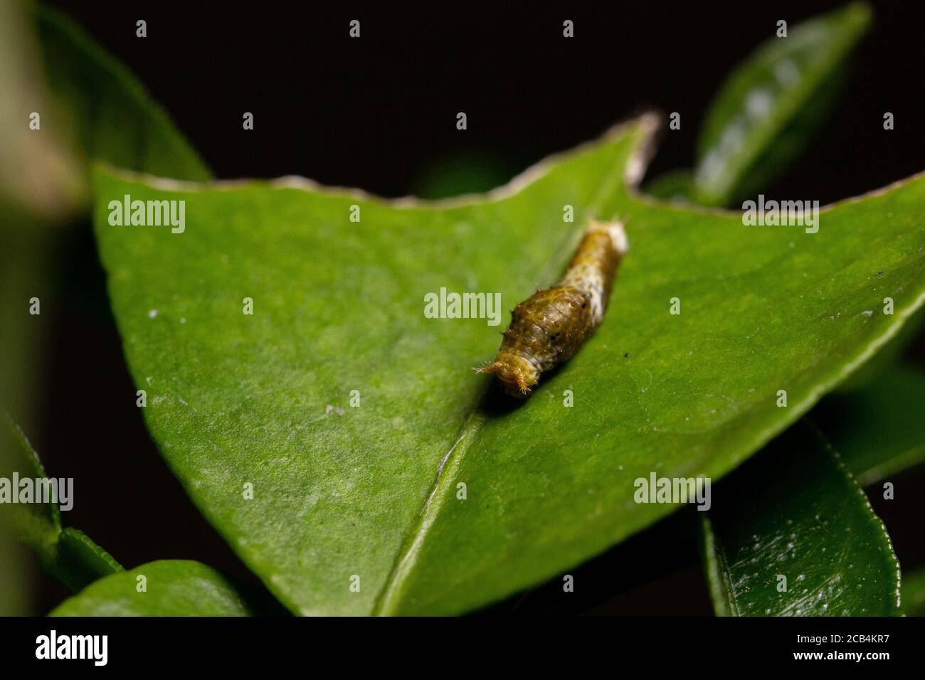 Citrus caterpillar relaxing on leaf also known as lemon tree caterpillar Stock Photo