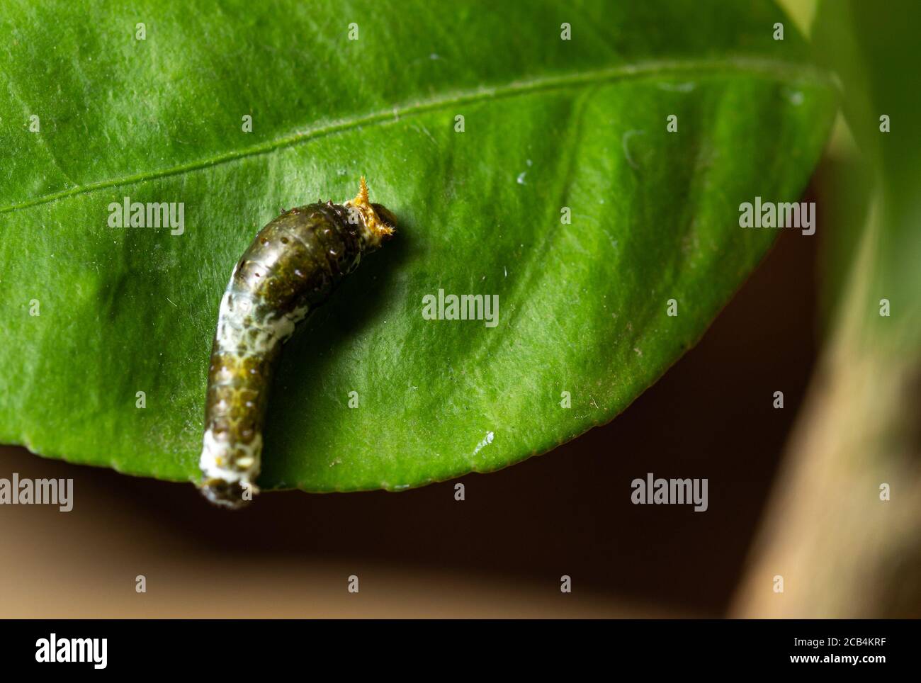 Citrus caterpillar relaxing on leaf also known as lemon tree caterpillar Stock Photo