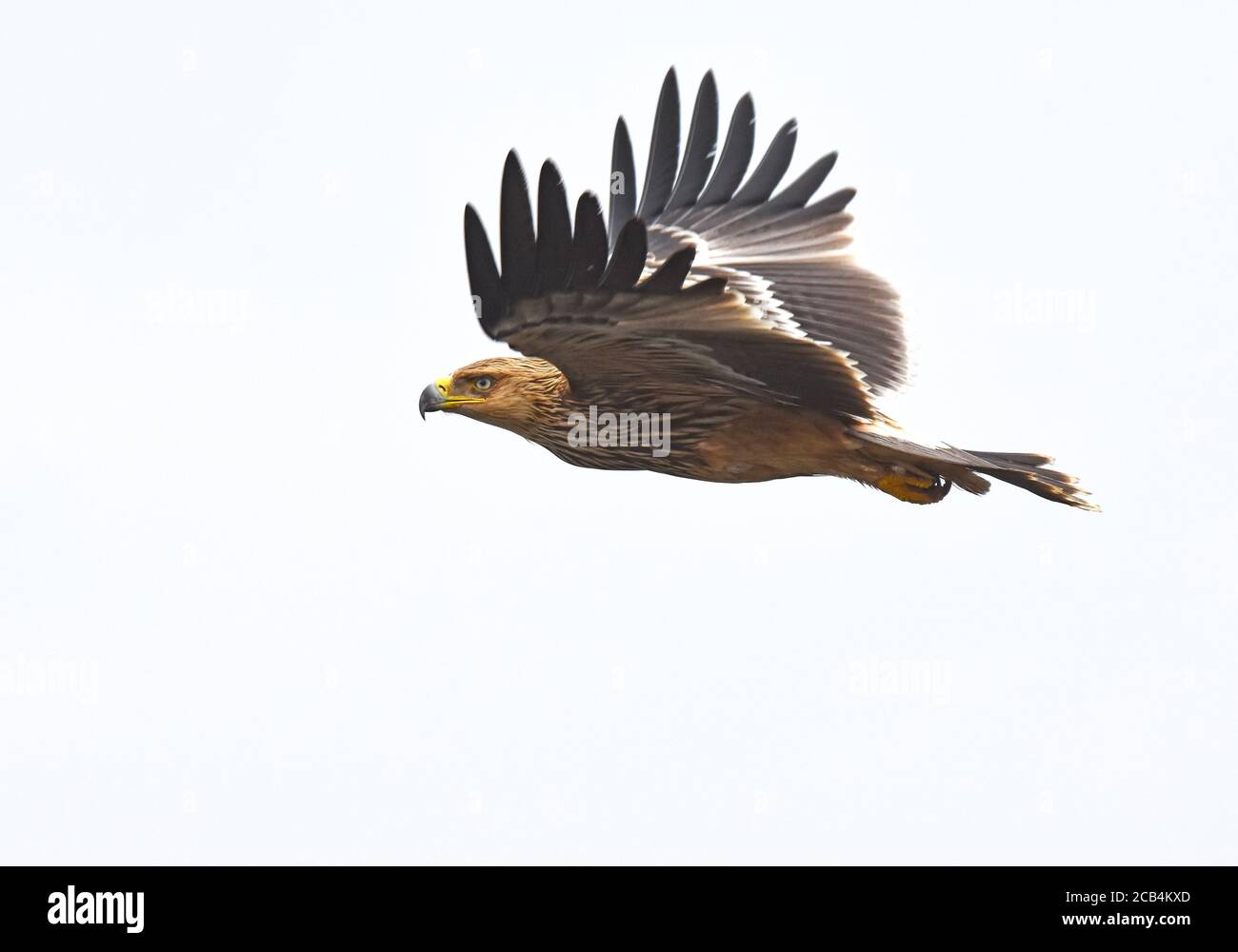 Greater Spotted Eagle (Aquila clanga) flying Stock Photo