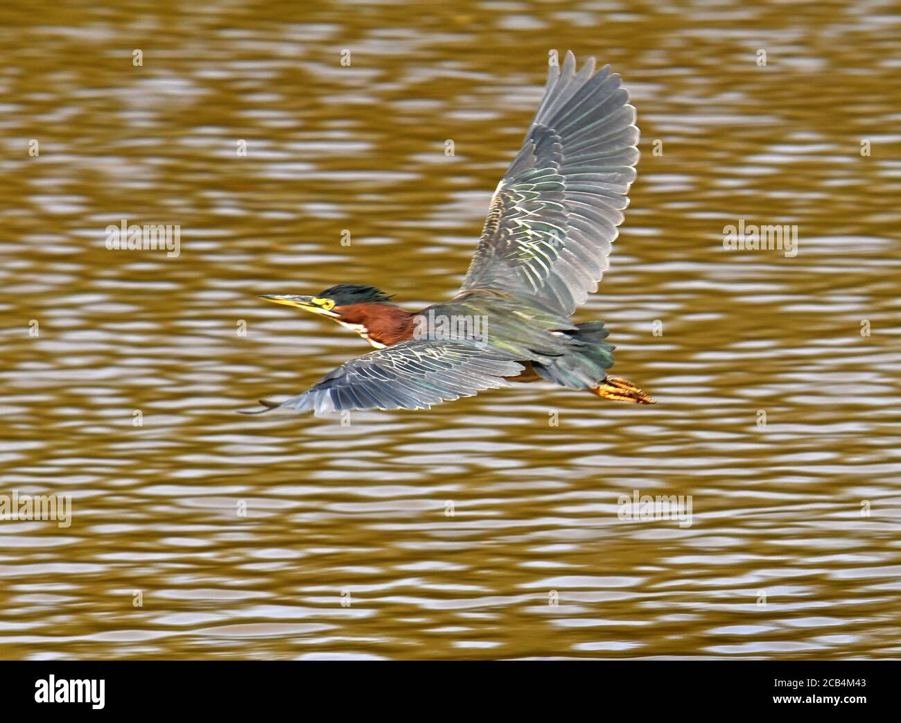 Tricolored heron  flying over water in Central America Stock Photo
