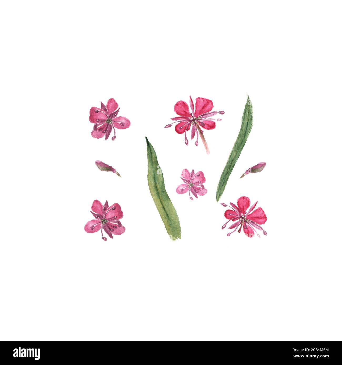 Botanical watercolor illustration of Epilobium, Chamaenerion angustifolium, Willow herb, fireweed flower isolated on white background. Could be used a Stock Photo