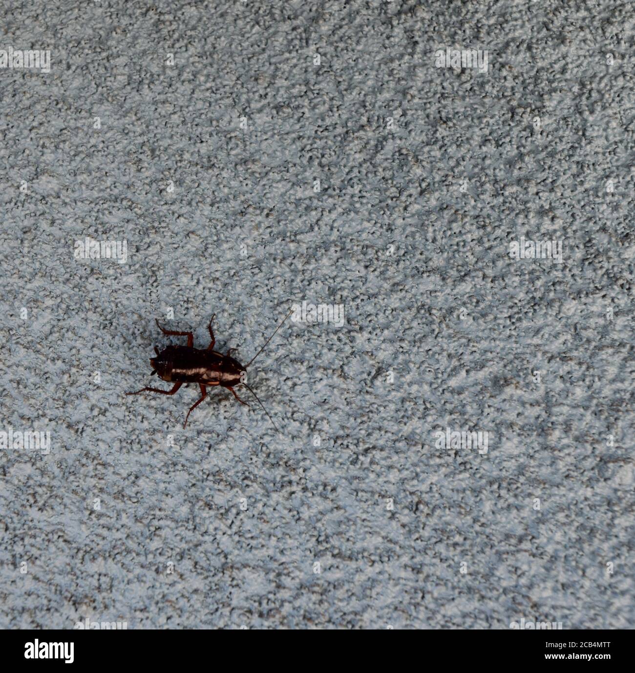 Cockroach on a wall hires stock photography and images Alamy