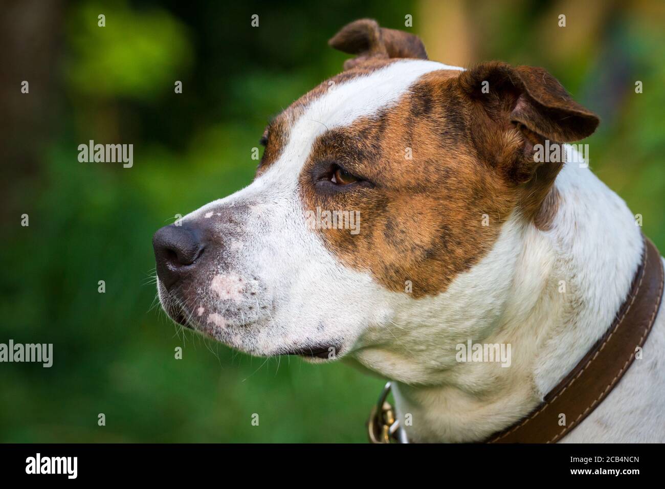 Portrait of a brindle American Staffordshire Terrier Stock Photo
