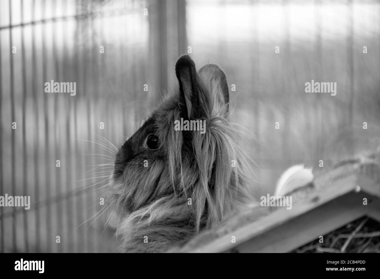 Pet rabbit in cage Black and White Stock Photos & Images - Alamy