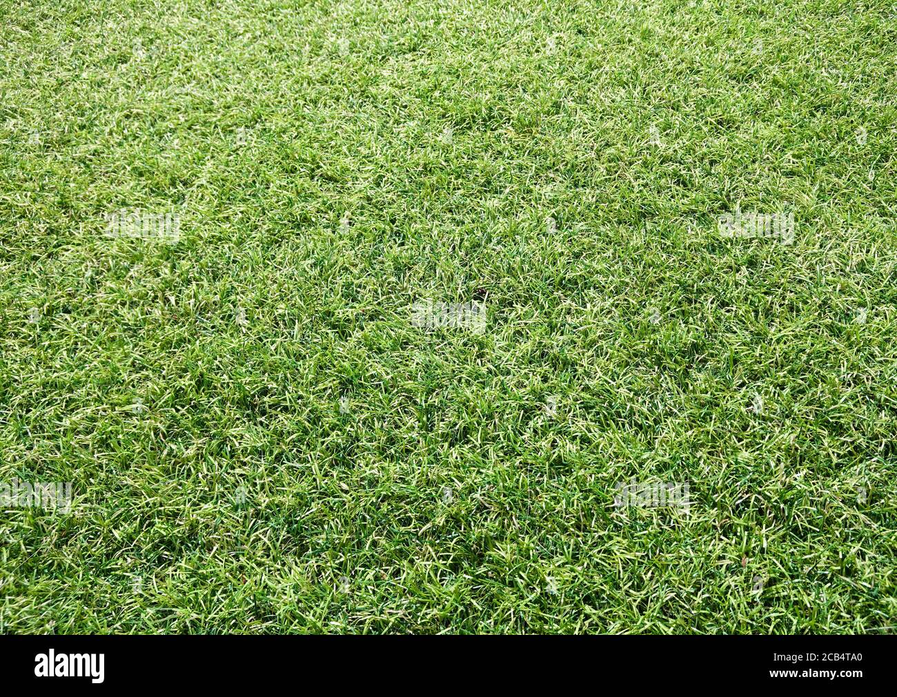 Close up of artificial grass Stock Photo