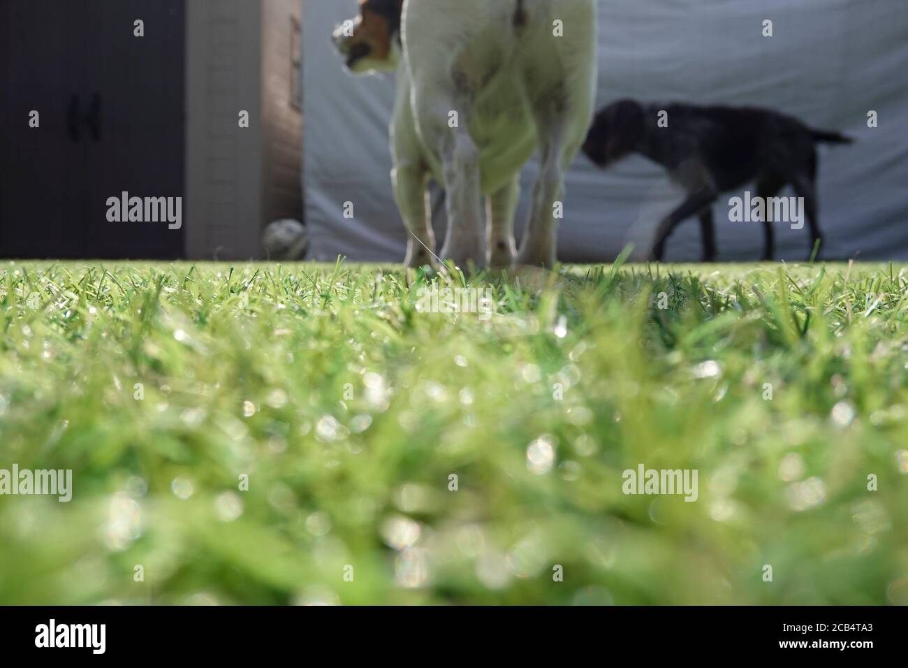 Low level shot of dogs on artificial lawn Stock Photo