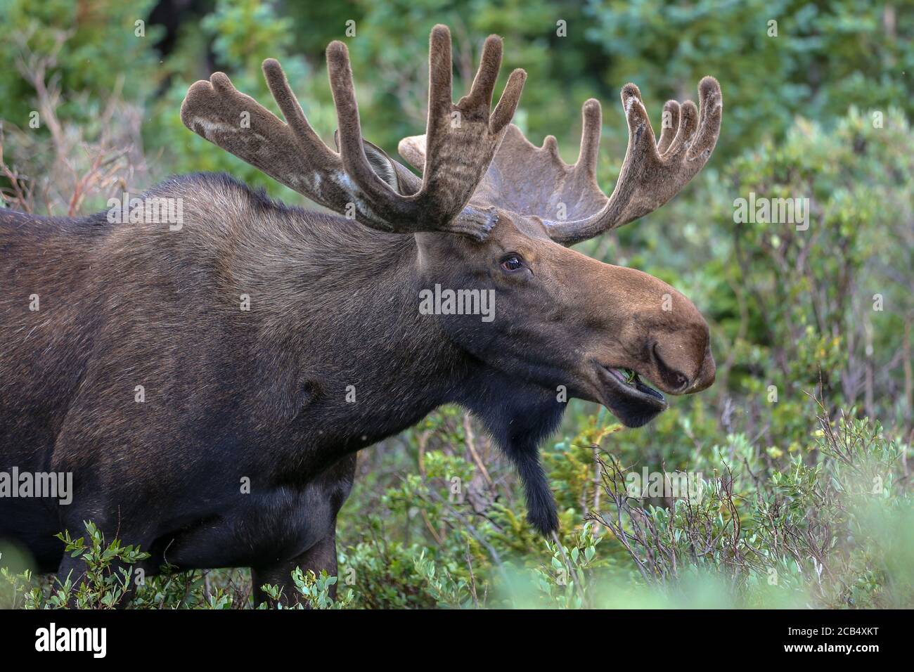 Bull moose alces alces with velvet antlers in green foliage Stock Photo