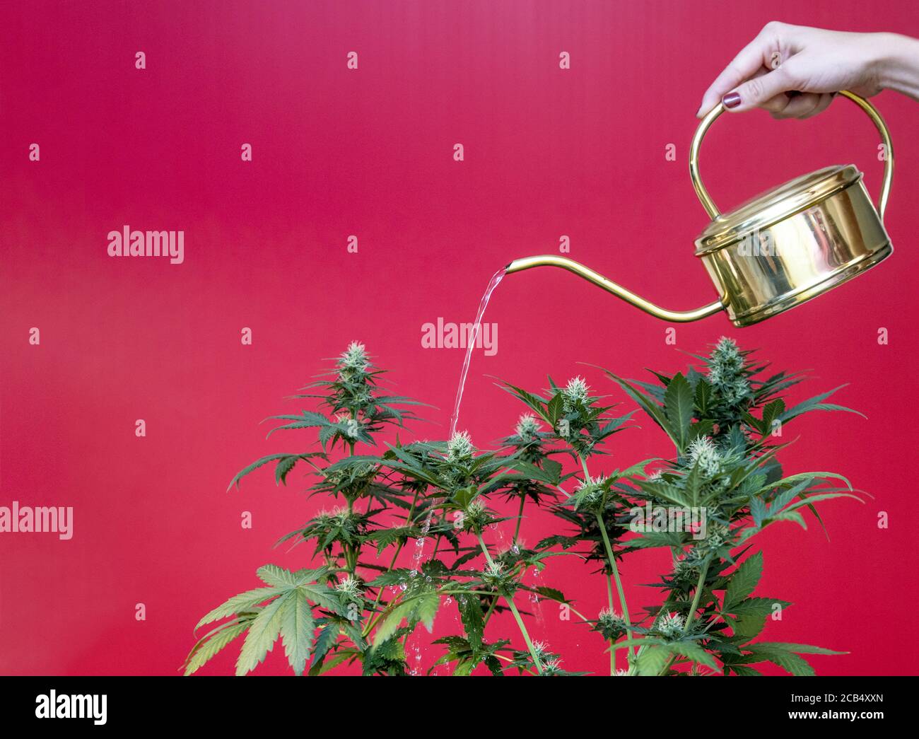Marijuana plants are watered with a watering can. A sequence of how to