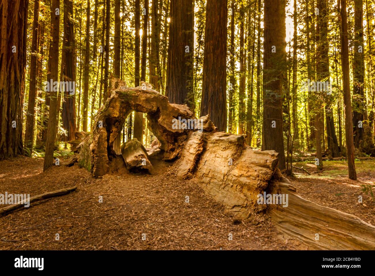 Dead sequoia tree forming a tunnel in the Redwood  Forest National Park, California Stock Photo