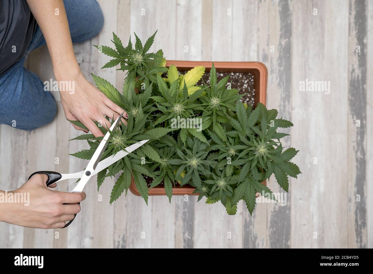 Hand cutting cannabis plants. Woman's hand engaged in pruning cannabis for therapeutic use. Medical marijuana concept background. Stock Photo