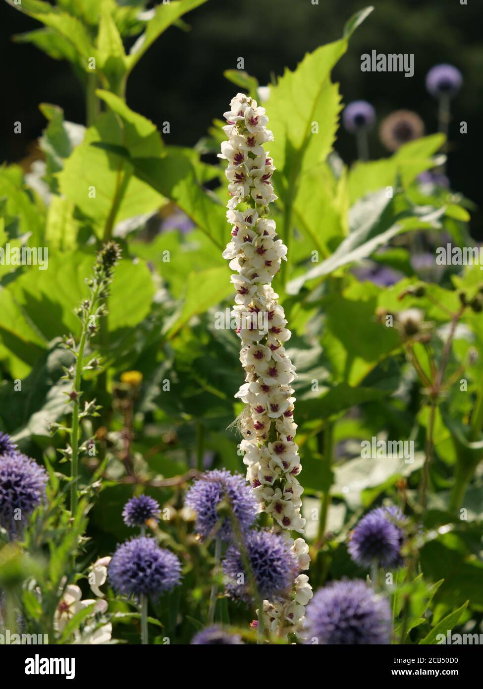 Vertical selective focus closeup shot of a flowering plant called Verbascum chaixii Stock Photo