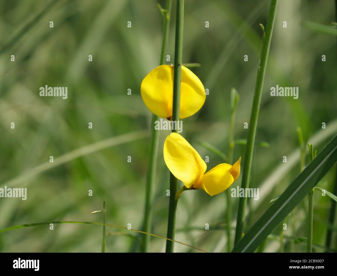 Weavers broom hires stock photography and images Alamy
