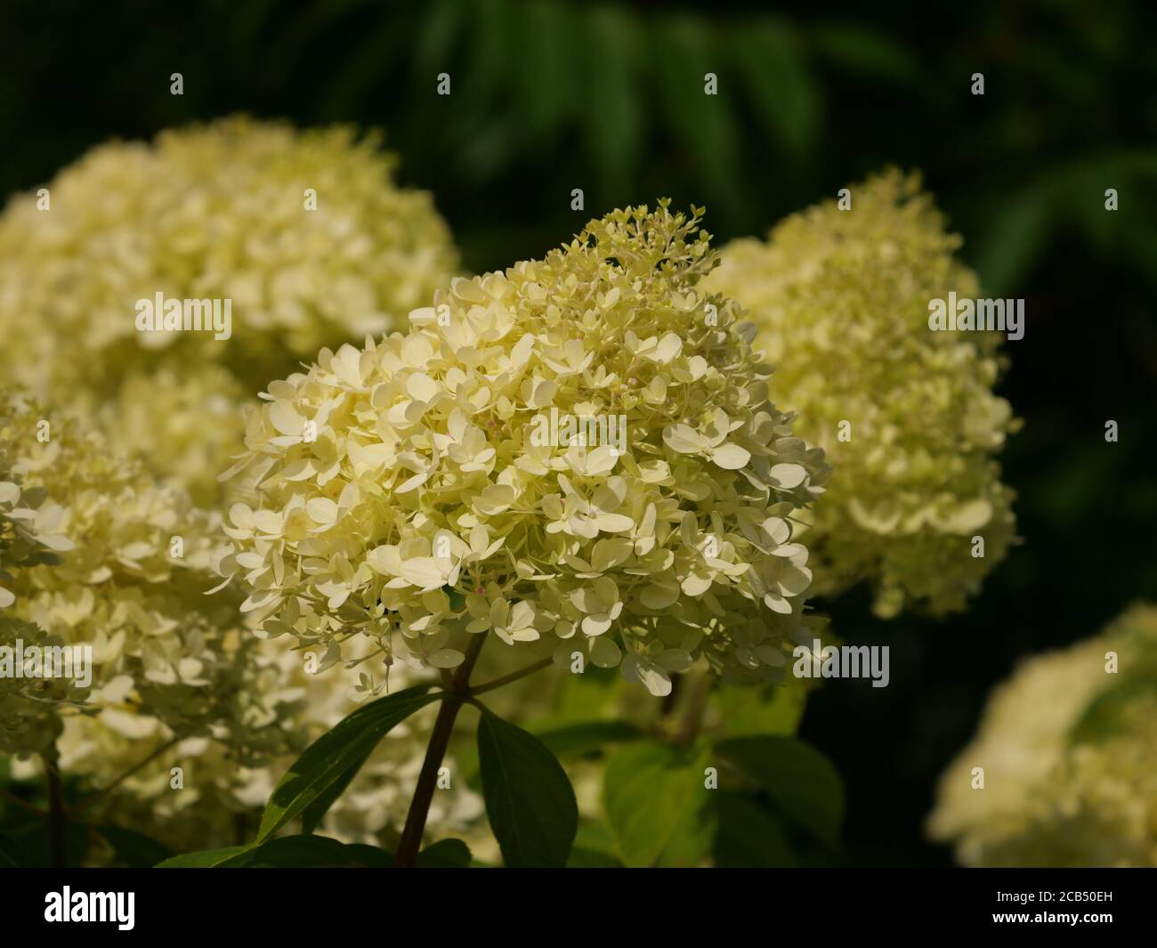 Selective focus shot of yellow Hydrangea Paniculata flowers in a garden ...