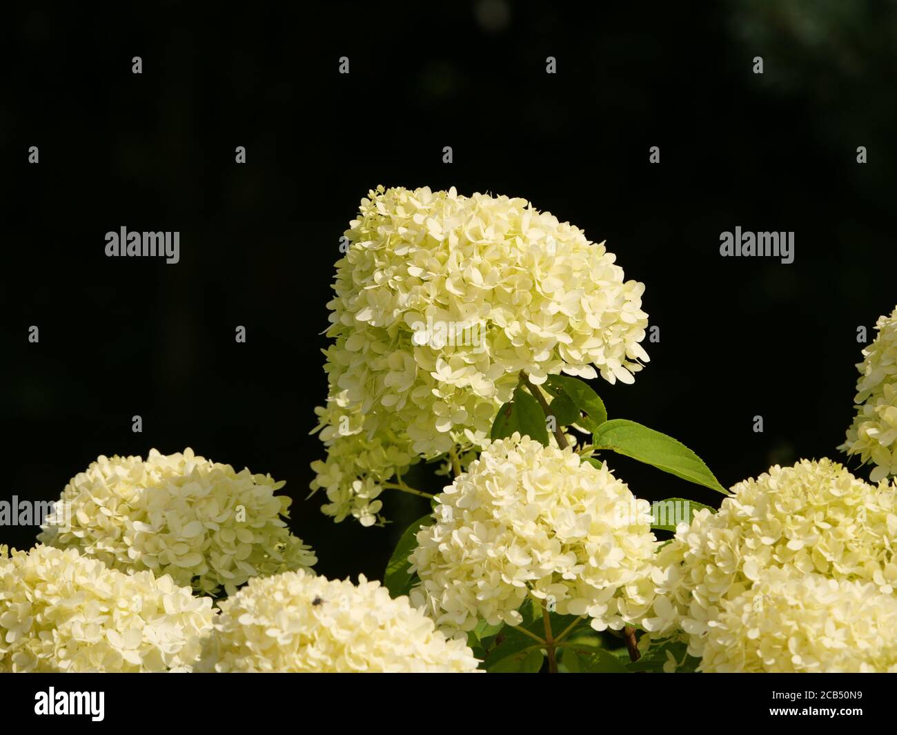 Selective focus shot of Hydrangea Paniculata flowers in a garden ...