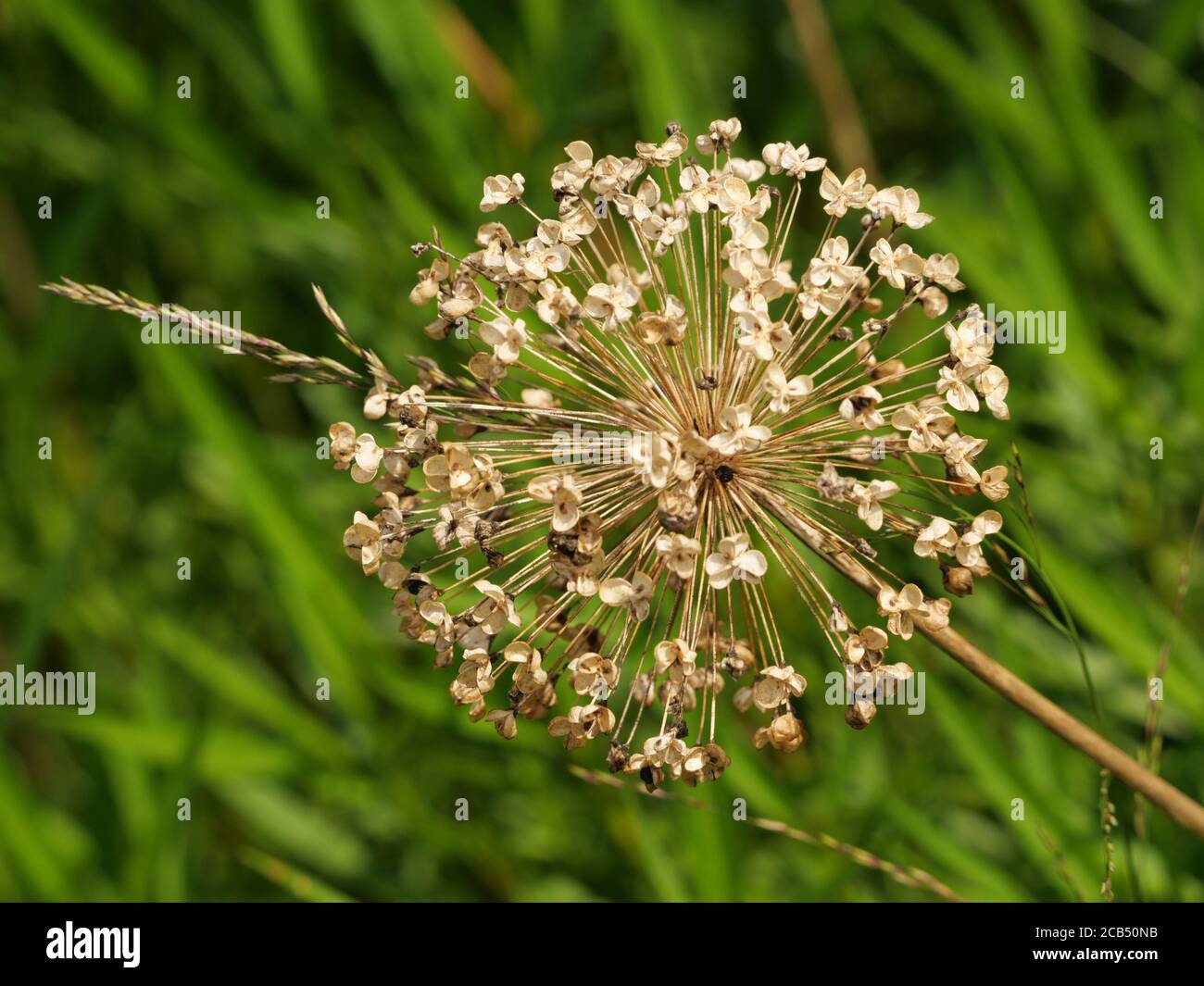 Macro shot of a dry allium giganteum flower in nature Stock Photo Alamy