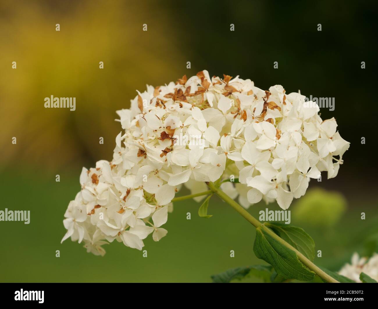 Selective focus shot of Hydrangea Paniculata flowers in a garden ...