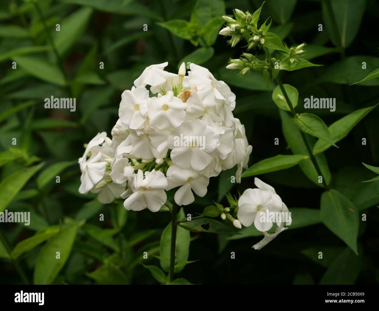 Closeup shot of beautiful white phlox paniculata in the garden Stock Photo