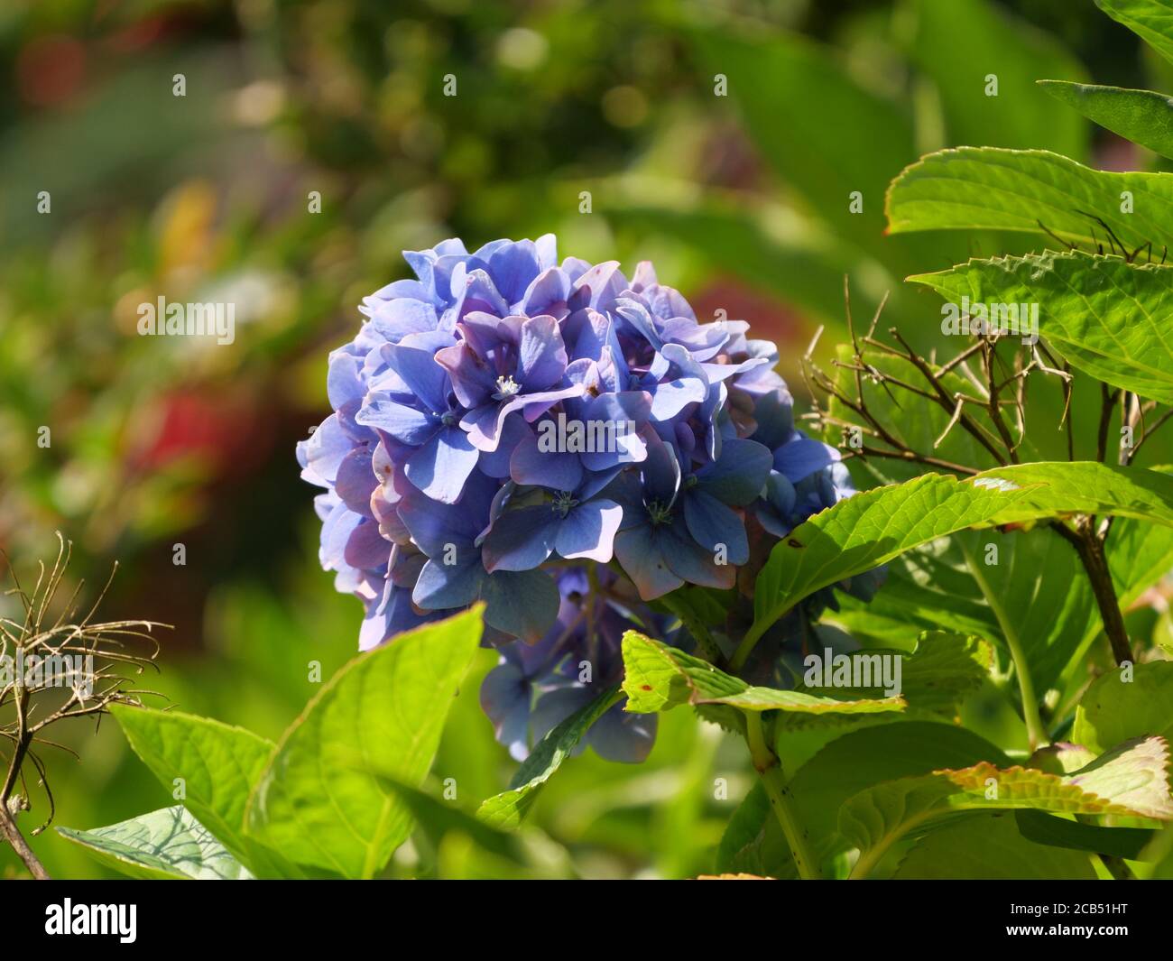 Closeup of Hydrangea Paniculata flowers captured during the daytime ...
