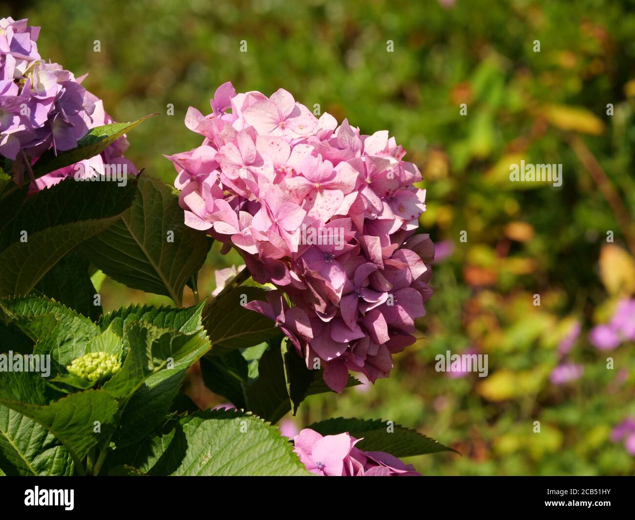 Closeup of Hydrangea Paniculata flowers captured during the daytime ...