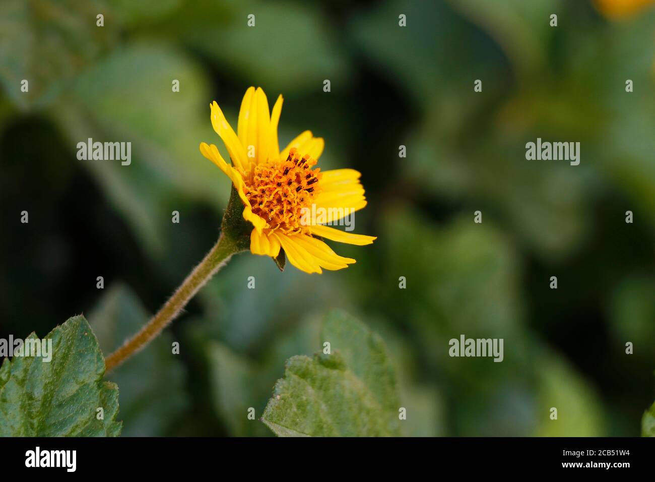Close Up of Beautiful Little Yellow Star or Yellow button flowers (Scientific Name:Melampodium Divaricatum) Stock Photo