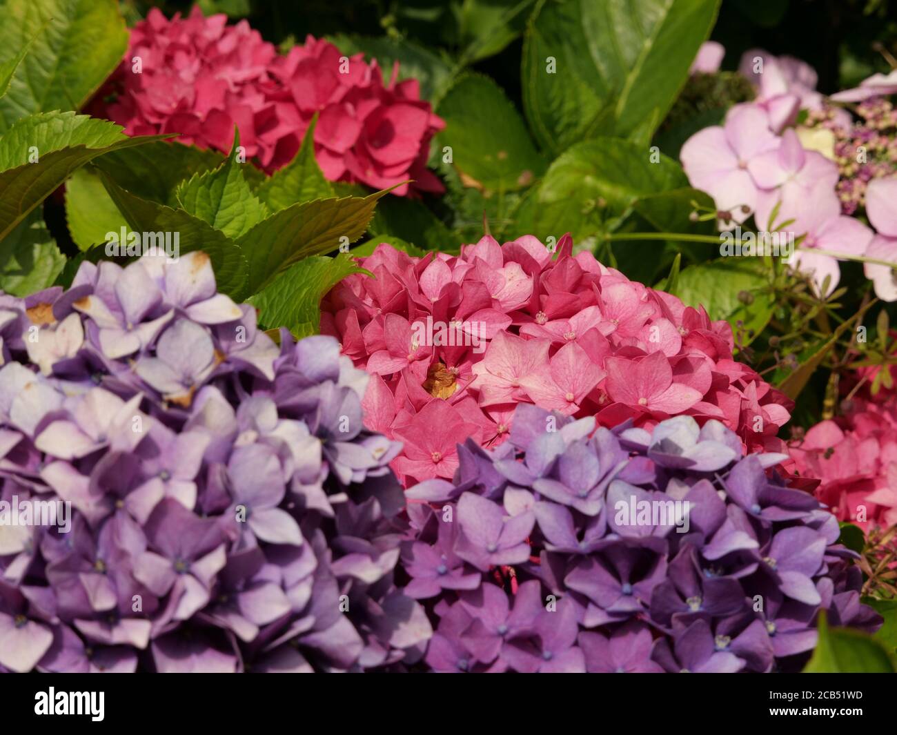Closeup of Hydrangea Paniculata flowers captured during the daytime ...