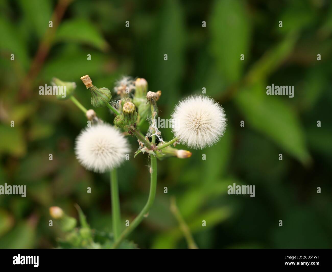Dandelion flowers in seed heads hi-res stock photography and images - Alamy